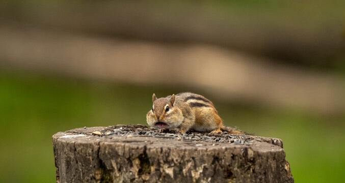 chipmunk on stump