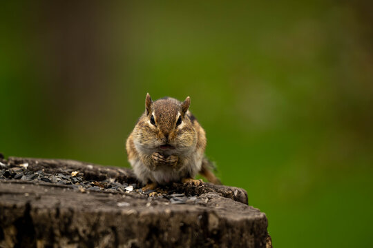 chipmunk on a tree