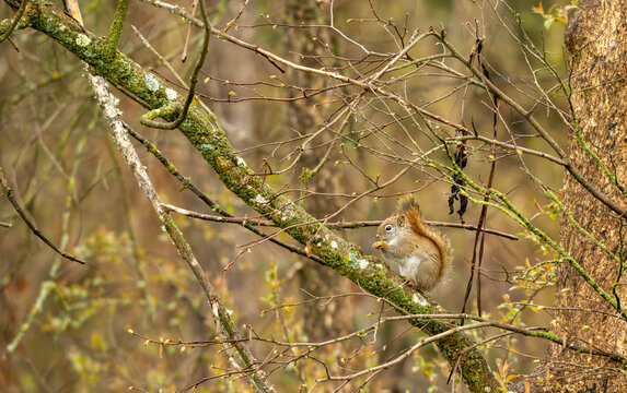 squirrel on a tree