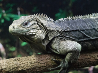 Fototapeta premium Close up of an iguana resting on a tree