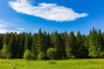 Obraz premium Lush green coniferous forest edge bordering a sunlit meadow under a bright blue sky with a single fluffy white cloud on a beautiful warm summer day in the countryside
