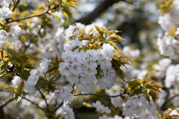 Fototapeta premium blooming cherry tree