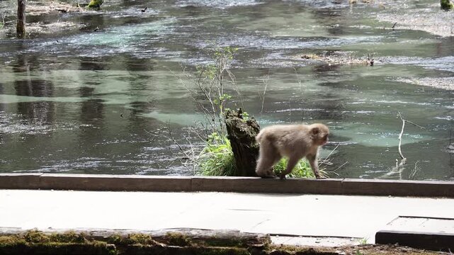 春の観光名所上高地の岳沢湿原にいる可愛い日本猿の姿