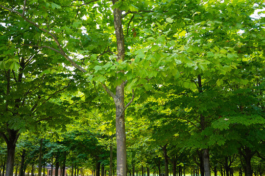 Dense Green Tree Canopy on Sunny Bright Summer Day, Lush Urban Park Landscape with Sunlight, Peaceful Outdoor Recreation Environment.