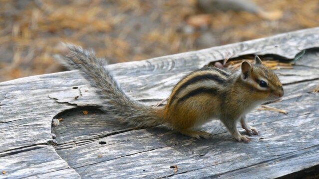  A small funny chipmunk timidly scurries around on a wooden bench in a forest park.