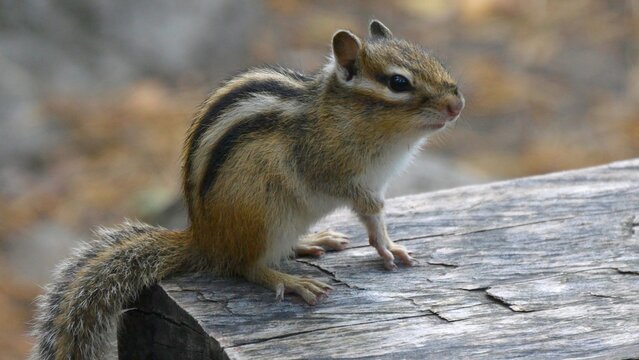  A small funny chipmunk timidly scurries around on a wooden bench in a forest park.