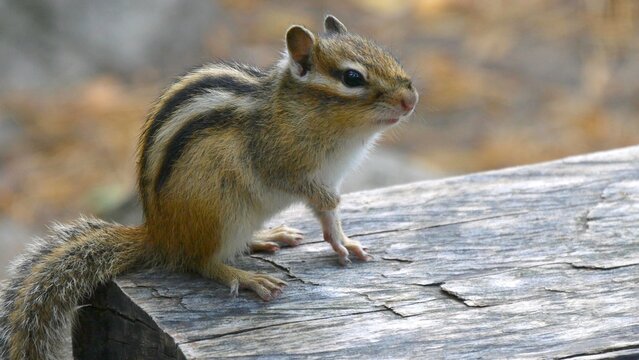  A small funny chipmunk timidly scurries around on a wooden bench in a forest park.