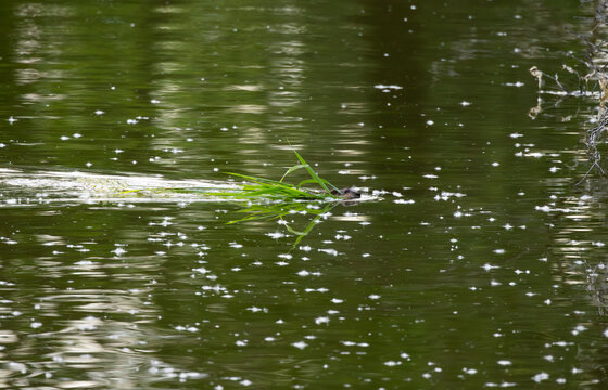 Wild Muskrat (Ondatra zibethicus) Gliding Through Water with Green Leaves in Its Mouth