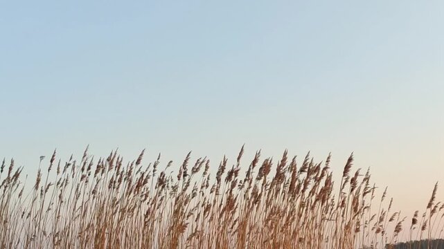Quiet nature scene with tall reeds emerging through fog and mirrored in still, undisturbed water.