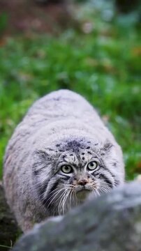 Fluffy Pallas's Cat Walking Through Grass and Looking at Camera