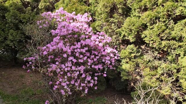 Rhododendron mucronulatum bush covered with pink blossoms in a spring urban yard surrounded by fresh greenery.