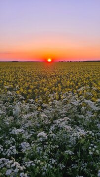 Magnifique coucher de soleil sur un champ de colza au printemps (vall&eacute;e de Chevreuse, France)