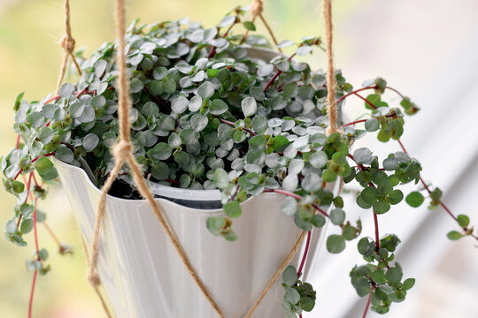 Close up of a Pilea libanensis houseplant growing in a white planter suspended by ropes in a window, showcasing trailing foliage and indoor gardening decor