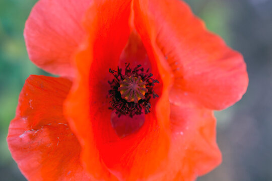 closeup view of common poppy (papaver rhoeas) in UK garden
