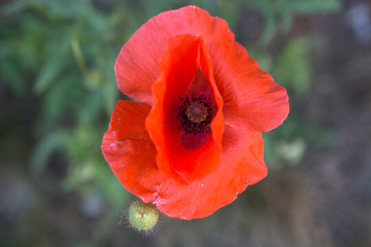 closeup view of common poppy (papaver rhoeas) in UK garden