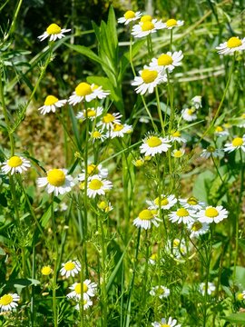 Mass flowering of Matricaria chamomilla during the summer season