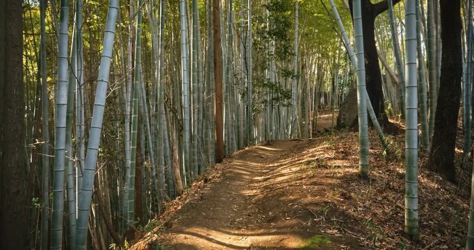 Steady cam slowly moving up dirt path with surrounding bamboo grove in Japan