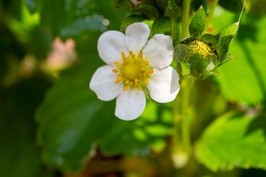 Close-up of white strawberry blossoms and tiny green fruitlets, early-stage fruit set start of the growing season outdoor in garden