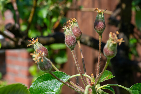 Young apple fruitlets on orchard tree, developing apples with shriveled blossom remnants, green leaves and unlit garden background
