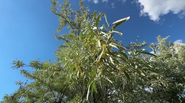 Close up of Russian olive (Elaeagnus angustifolia) tree branches with silver leaves and yellow flowers blooming against a blue sky. Beautiful ornamental oleaster foliage footage for nature videos.