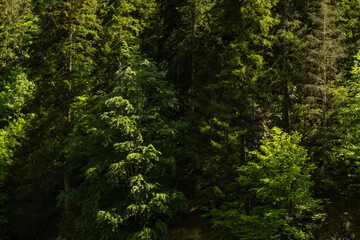 Dense lush green forest with evergreen pine trees. Background of deciduous leaves and dark...