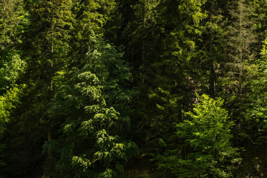 Dense lush green forest with evergreen pine trees. Background of deciduous leaves and dark evergreen pine trees. Evoking a serene and wild natural atmosphere. Natural backdrop.
