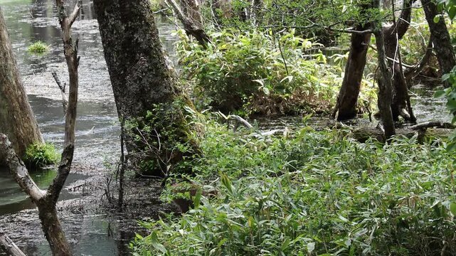 春の観光名所上高地の岳沢湿原にいる可愛い日本猿の姿