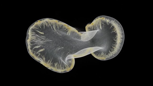 Microscopic view of a singlecelled organism possibly an amoeba or a similar protozoan showcasing its intricate internal structures and dynamic movement against a dark background