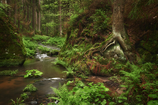Forest stream in Ceske Svycarsko