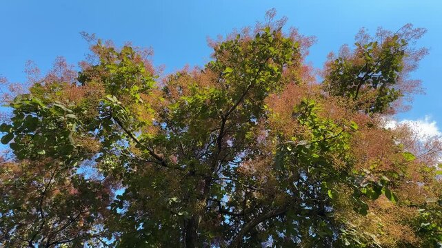 Close up of a smoke tree (Cotinus coggygria) with fluffy pink flower puffs and green leaves swaying against a clear blue sky. Beautiful European smokebush foliage footage for seasonal nature videos.