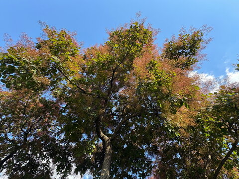 Smoke tree (Cotinus coggygria) branches with fluffy pinkish flower puffs and green leaves blooming against a clear blue sky. Beautiful European smokebush foliage asset for seasonal nature backgrounds.
