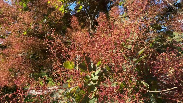 Close up of smoke tree (Cotinus coggygria) feathery pink panicles swaying in a gentle breeze. Detailed European smokebush fluff footage with selective focus for dreamlike nature backgrounds.