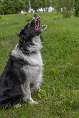 Border collie adult dog outside, sitting on a grassy field, caching some food. close-up photography. Purebred border collie dog portrait. © Антонина Шатревич