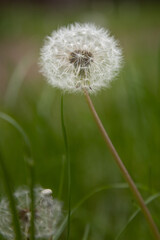 Fototapeta premium Single white dandelion with fluffy white seeds close-up photography. Dandelion flower on blurred green grassy field 