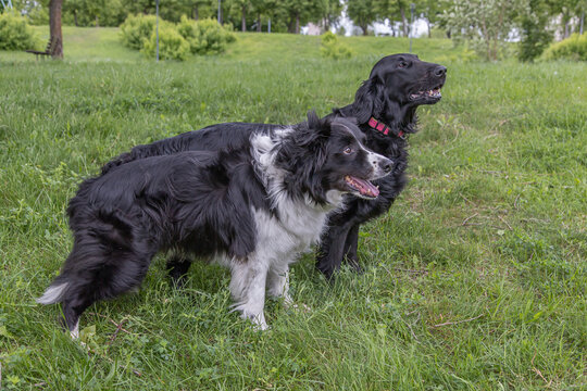 Two purebred dogs outside, standing on green grass in city park. Border collie and black flat coated retriever dogs, veterinary clinic advertising