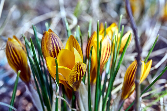 Close-up of a group of yellow crocus flowers blooming in the spring in a garden