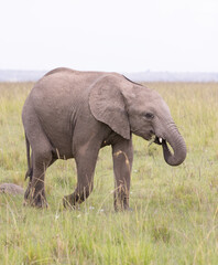 Fototapeta premium Gentle Baby Elephant