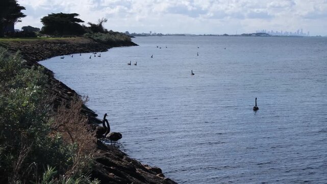 A scenic view from Werribee South, Australia with a group of black swans wading and swimming. The distant Melbourne CBD silhouette skyline on the horizon. Urban fringe and coastal habitat