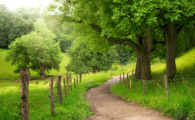 Fototapeta premium Rural idyll in soft light, with a walking path and fences leading through scenic meadows under nice trees