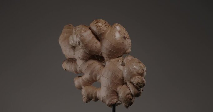 Video of a big ginger root closeup rotating over grey background. 4K organic healthy food ingredient footage.