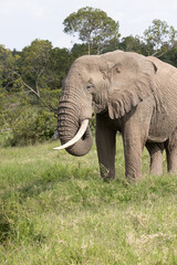 Fototapeta premium Bull Elephant in Lush Africa