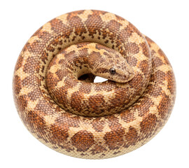 Obraz premium Rosy Boa Snake Coiled Isolated on White Background