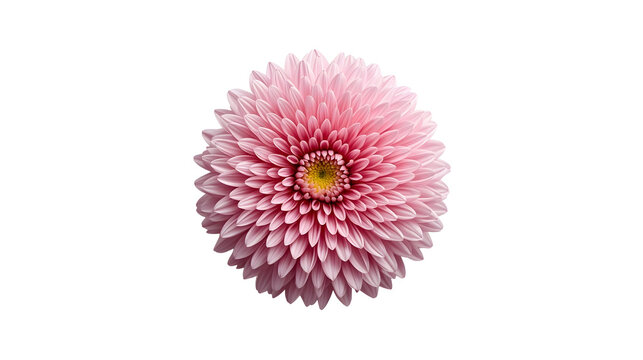 Close-up of a vibrant pink pompon daisy flower with a yellow center, isolated on a clean white background, showcasing its intricate petal arrangement.