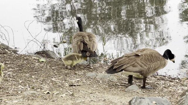 Canada geese goslings follow parents into a lake	