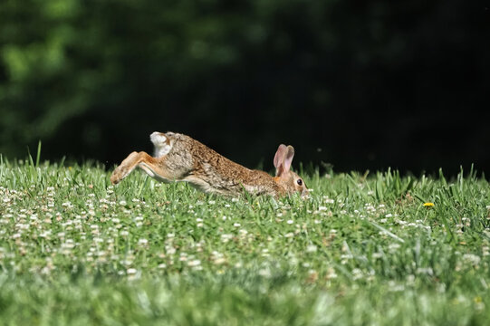 Bunny cottontail rabbit running in a grassy field. 