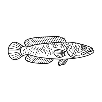 Detailed snakehead fish line art illustration