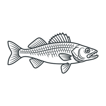 Walleye fish line art illustration for freshwater fishing themes.