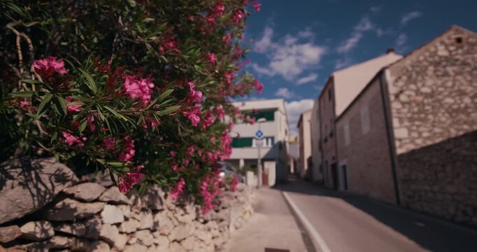Pink oleander flowers growing beside a narrow street in Sibenik, Croatia.