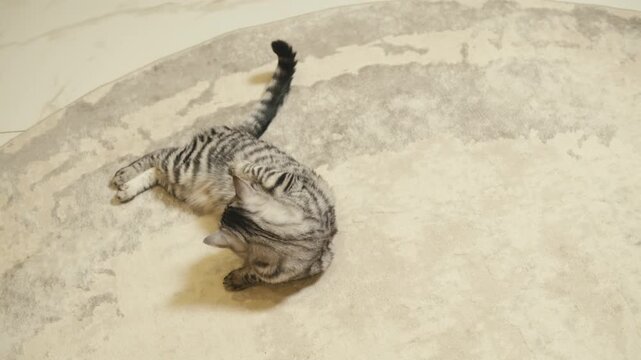 Cat shelter, home for pets, Adoption center, rescue for the animals, woman is distributing food to a group of cats in a shelter