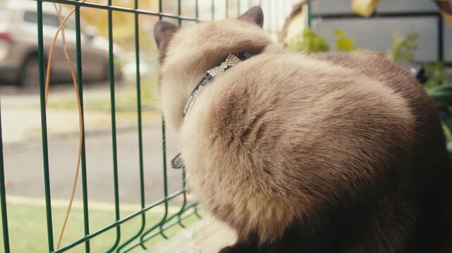 Cat shelter, home for pets, Adoption center, rescue for the animals, woman is distributing food to a group of cats in a shelter